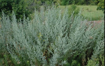 Absinth wormwood
