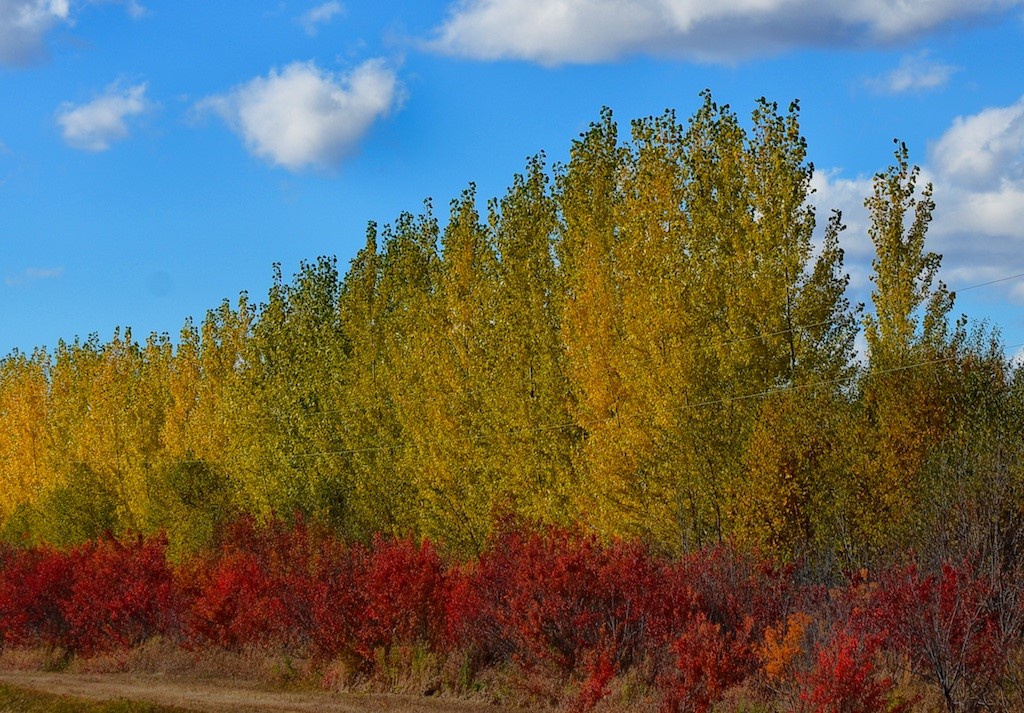 Shelterbelt-Fall-chokecherry-hedge