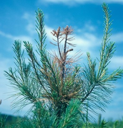 White Pine Weevil Damage