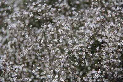 Baby's Breath