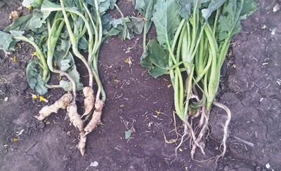 Canola Club Root