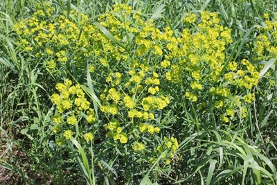 leafy-spurge